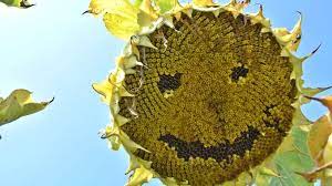 Pagina web bursacereale.com este un portal informational, creat pentru analiza productiei de cereale si in special a productiei de grau de panificatie si grau furajer, porumb, orz, floarea soarelui, ulei si srot de floarea soarelui, rapita, ulei si srot de rapita, soia, ulei si. PreÈ La Floarea Soarelui 2017 Contracte Cu Fermierii Èi CotaÈii La BursÄ