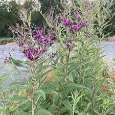 Image result for Vernonia smithiana