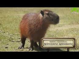 Hydrochoerus hydrochaeris, llamado comúnmente capibara, carpincho o chigüire,​es un roedor de la · uno de sus nombres comunes, «capibara», proviene del · el . Buscaespecies Carpincho Youtube