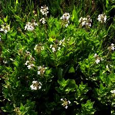 Image result for Chascanum