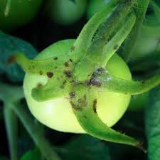 Image result for tomato seedling xanthomonas vesicatoria