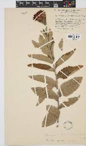 Image result for Pleiotaxis