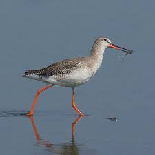 Image result for Steganotaenia hockii