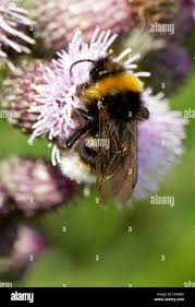 Image result for Bombus bohemicus