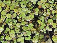 Image result for Spirodela polyrrhiza