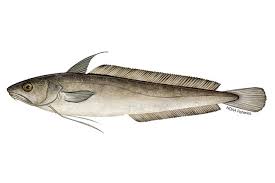 White Hake Noaa Fisheries Sustainable hake is not available yet in australia and new zealand. white hake noaa fisheries
