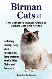 The birman has been instrumental in creating other breeds, especially the ragdoll. Birman Cats The Complete Owners Guide To Birman Cats And Kittens Including Buying Daily Care Personality Temperament Health Diet Clubs And Breeders Amazon Co Uk Anderson Colette 9781909820494 Books