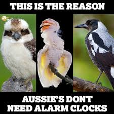 Timeline Photos Wsfm With Jonesy And Amanda Aussie Memes Australian Memes Australia Funny