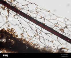 Image result for Stemonitis splendens