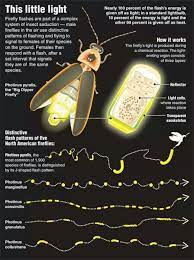 Check spelling or type a new query. Fireflies Firefly Bugs And Insects Lightening Bug