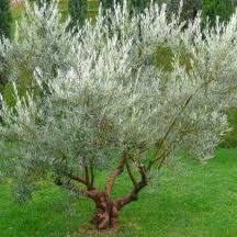 Others are moderate or even vigorous in their rate of growth. 82 Bushes Shrubs And Plants Ideas Shrubs Plants Bush