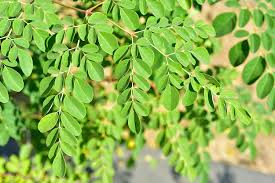Image result for Moringa oleifera