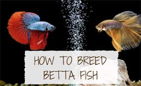 How To Breed Betta Fish Guide Earths Friends