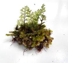 Image result for Hymenophyllaceae