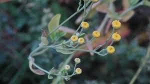 Image result for Tanacetum balsamita