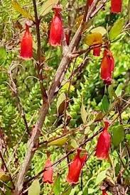 Image result for Halleria elliptica