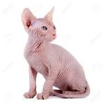 Sphynx Cat — Full Profile, History, and Care