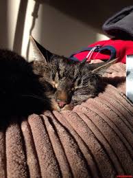 We save the most vulnerable animals and enrich the lives of pets and people. From Rescue Kitten To 14 Year Old Cute Cats Hq Pictures Of Cute Cats And Kittens Free Pictures Of Funny Cats And Photo Of Cute Kittens Cute Cats And