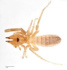 While camel spiders look dangerous they really aren't. Fundus Collection Portal Uhh Universitat Hamburg