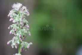 Image result for Blumea axillaris