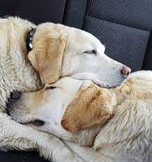 104 Likes 12 Comments Indy Bowie 2 Adorable Labs Indy Bowie On Instagram So Cute Labrador Labradors Laboftheday Labrador Retriever Labrador Dogs