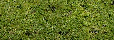 This will depend on if the lawn is a 'cold weather' or 'warm weather' area lawn. Lawn Aerating Lawn Kings Lawn And Landscaping Chatham Kent