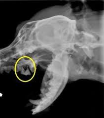Allerdings kann sie nicht dabei helfen, den erreger oder die art der entzündung festzustellen. Parodontose Beim Hund Tiergesundheitszentrum Dr Horch