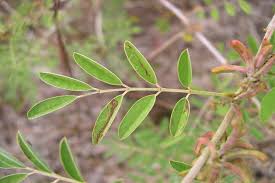 Image result for Indigofera drepanocarpa