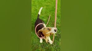 Image result for bígl