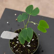 Image result for Bauhinia monandra
