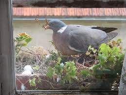Birds Of The Same Feather Flock Together Essay A Daddy Wood Pigeon Brings A Twig To The Nest Of Two Eggs Which Was In My Window Box In Paris Only One Egg Would Hatch I Named Wood Pigeon