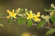 Image result for Grewia monticola