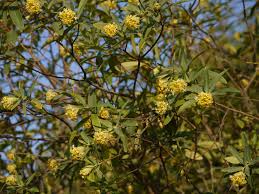 Image result for Gnidia usafuae