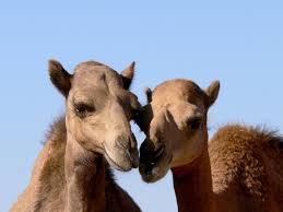 The head test is to find a camel. Mers Virus In Camels Different Variations And A Vaccine Eurekalert Science News