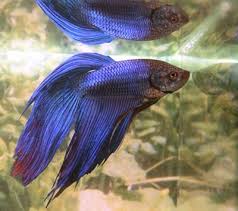 Selengkap nya silahkan di tonton. Jenis Jenis Ikan Cupang Cupang Alam Cupang Aduan Dan Cupang Hias Spesies Bentuk Ekor Dan Warna