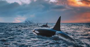 冥界からの魔物】シャチがマッコウクジラに襲いかかった…その恐ろしすぎる結末 | 動物のひみつ | ダイヤモンド・オンライン