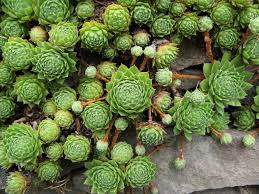 Check spelling or type a new query. Joubarbe Sempervivum Planter Et Entretenir Ooreka