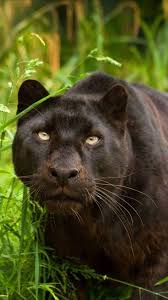 Pin By Yildiz Yagmur On Black Panther Paint Art Wild Animals Pictures Panther Wild Cats