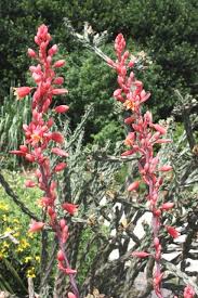 Hesperaloe Salt Tolerant Seaside Maritime Garden Perennials Drought Tolerant Trees Garden Plant Pots Rock Garden Plants