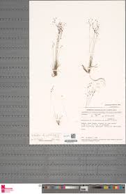 Image result for Bulbostylis pusilla