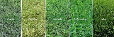 How much water to use. When To Plant Grass In Houston Best Grass For Houston Zodega