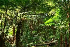 Dinosaur Facts For Kids Students Info Pictures From Egg To Extinction In 2020 Forest Sounds Rainforest Daintree Rainforest