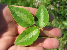 Image result for Desmodium uncinatum