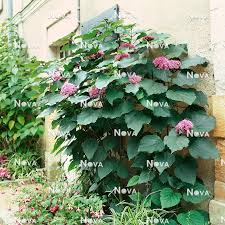 Image result for Clerodendrum