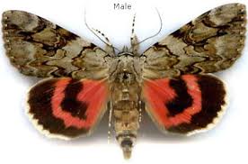 Image result for Catocala electa