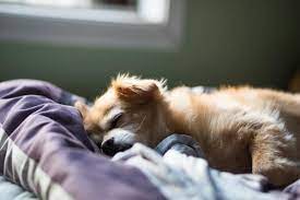 Why Do Dogs Sleep At The Foot Of The Bed Truth About What Dog Sleep Positions Mean