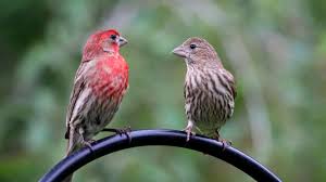 Birds Native To Indiana House Finch Indiana Audubon Society Backyard Birds Bird Watching Backyard Finches Bird