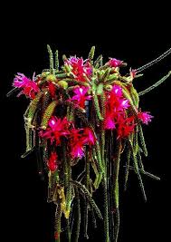 Image result for Calyptrochilum