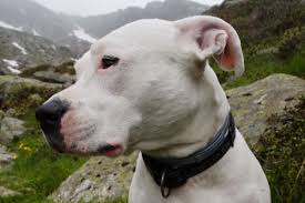 Occasionally, the dogo argentino will exhibit a pirata, a black marking on the dog's head. Dogo Argentino Size Temperament And Health