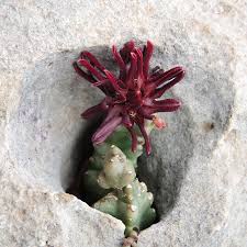 Image result for Ceropegia namuliensis